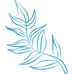 Plante